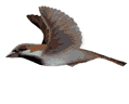 The Golden House Sparrow Site of The Day Award - September 11, 2002